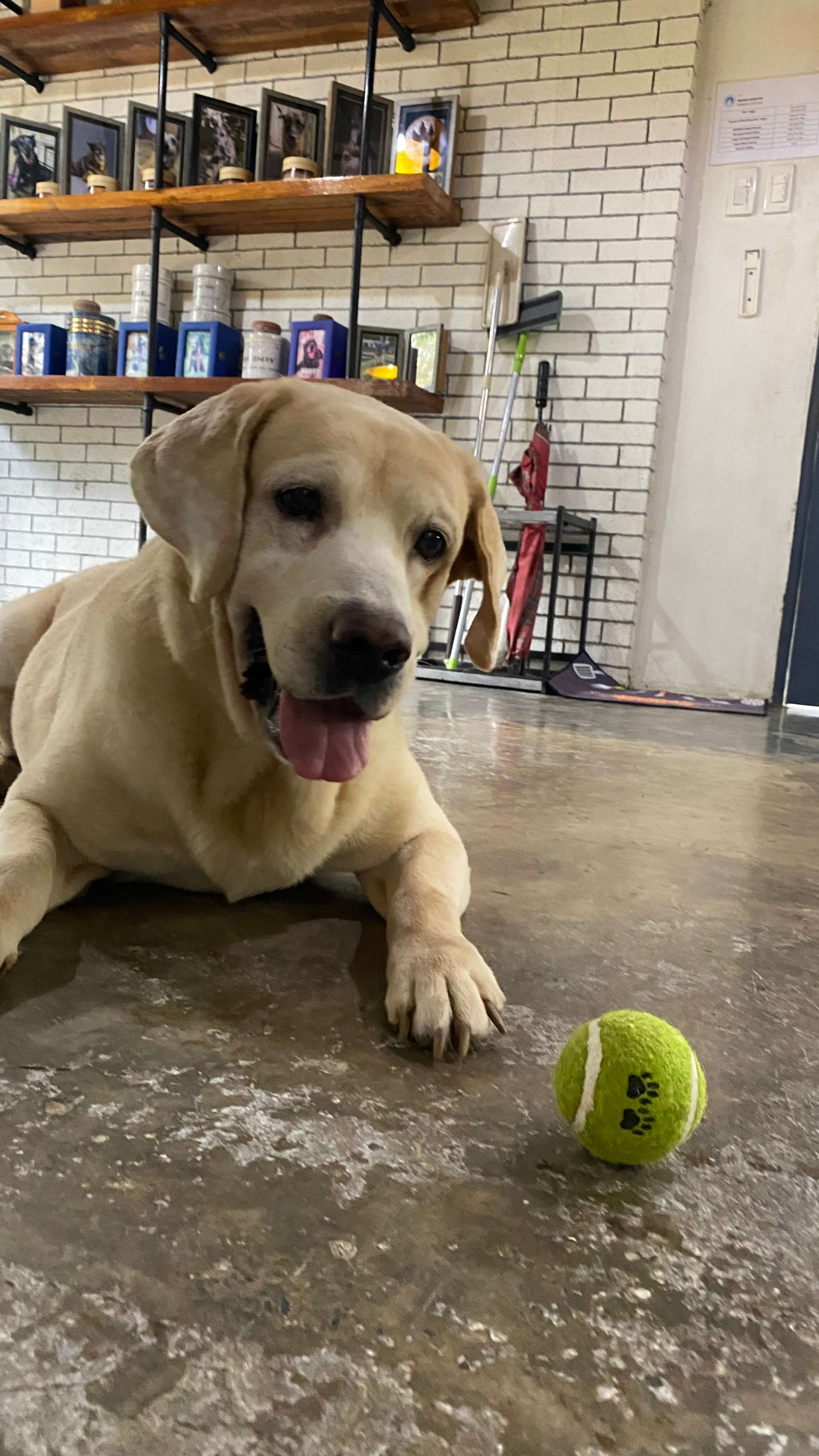 Dog Photo
