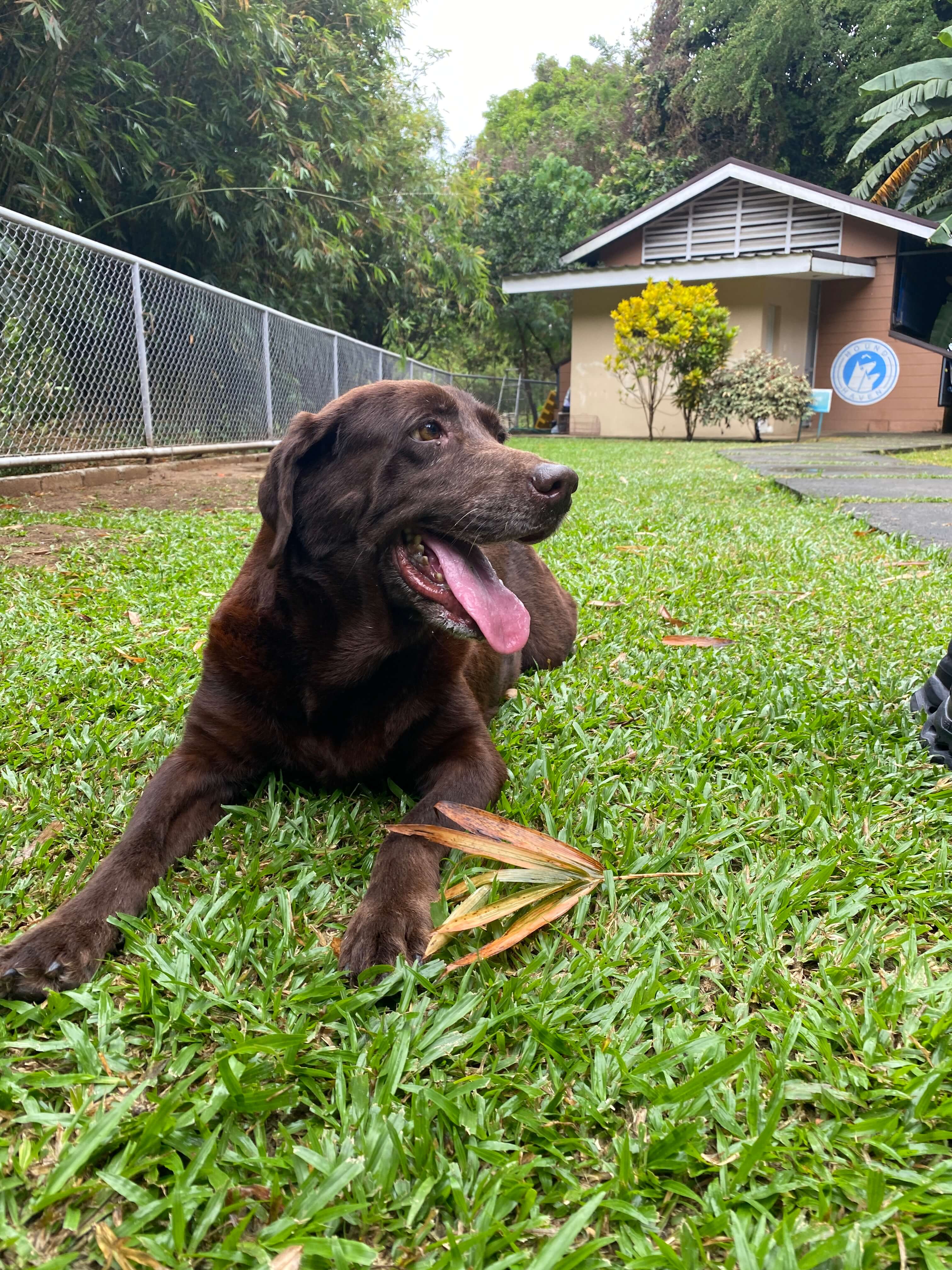Dog Photo