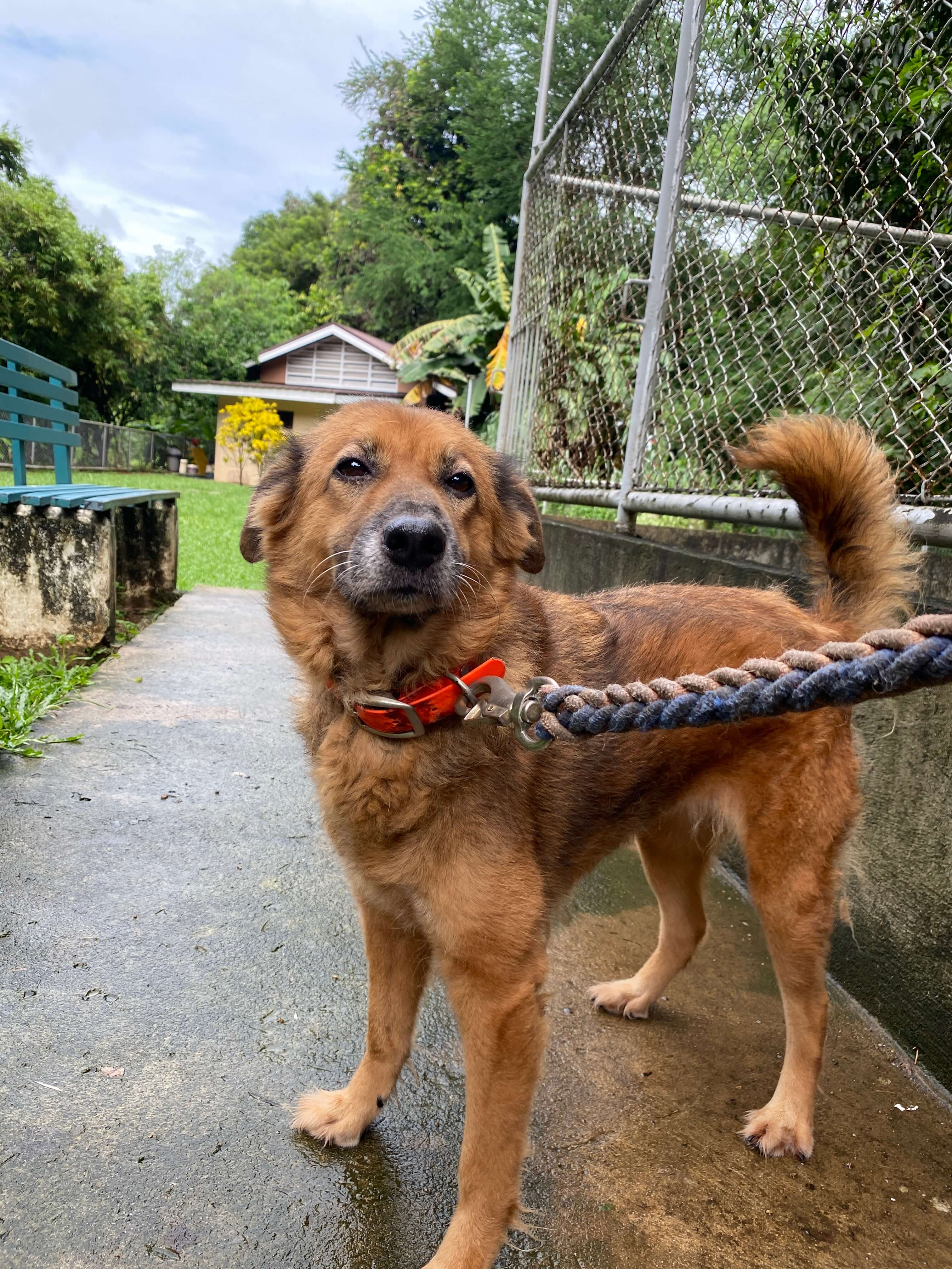 Dog Photo