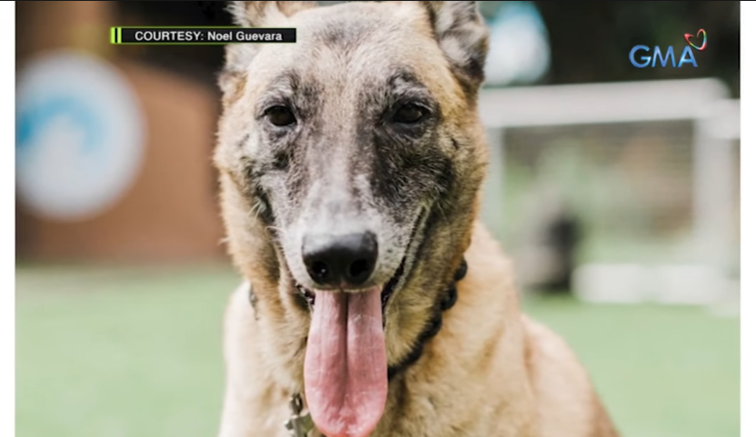 Amazing Earth: Retired Dog Hero of War!