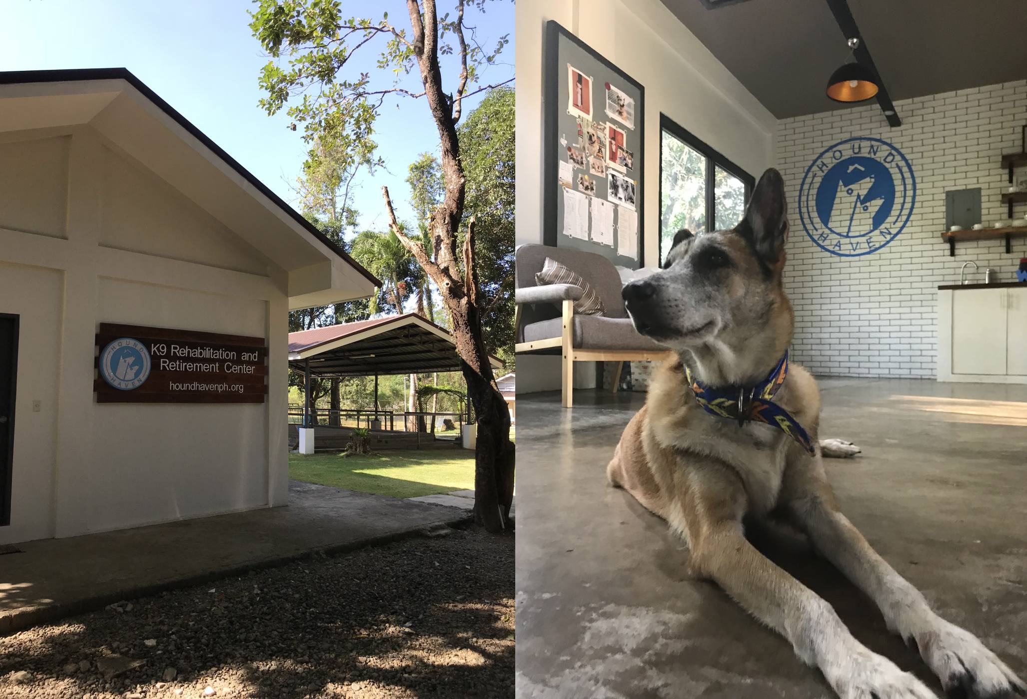 CNN Philippines: In Bulacan, this dog sanctuary matches retired army dogs with new families