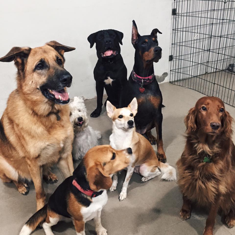 Hound Haven Partners with Pup Culture and ERK-9