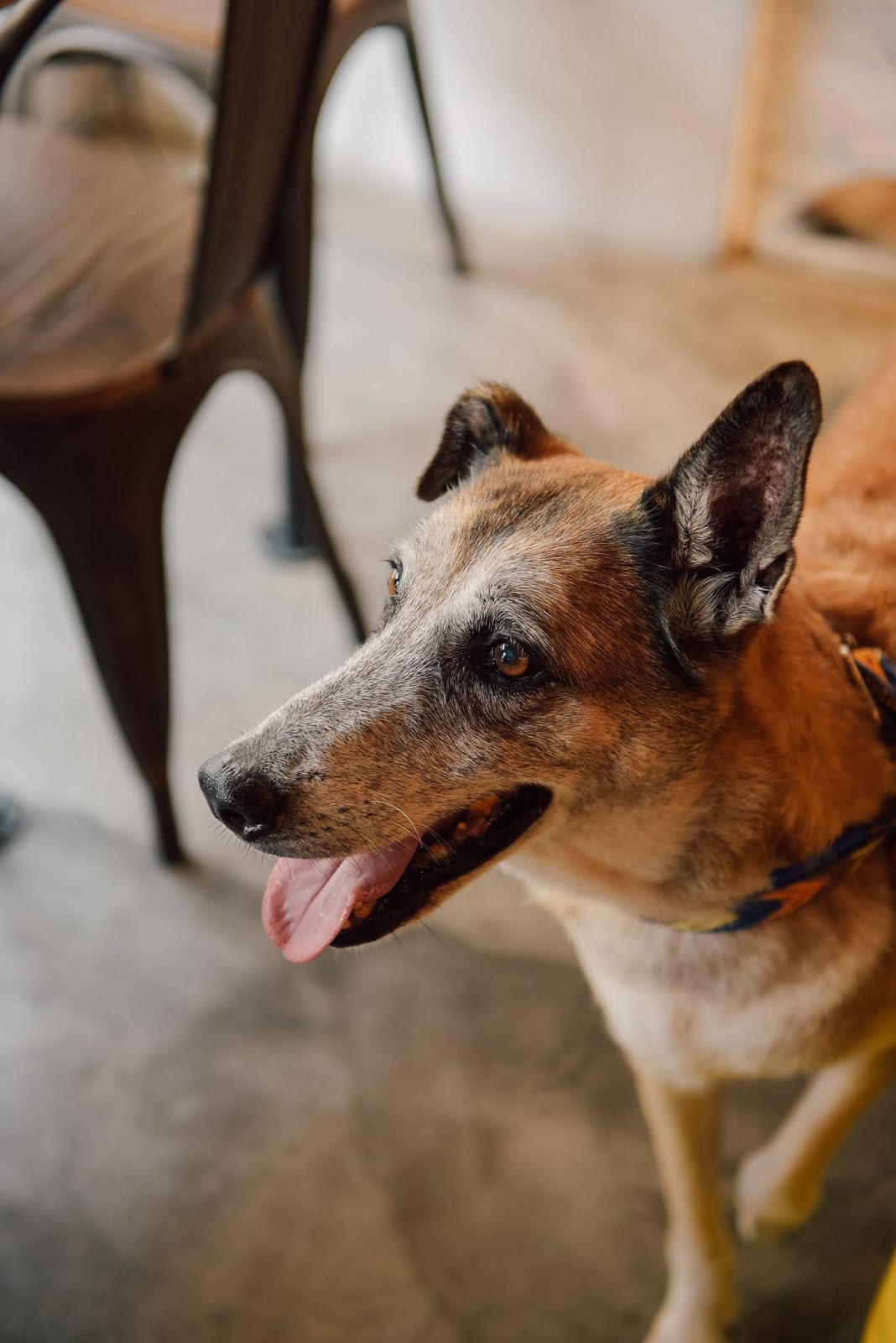 Plate for a Paw: A Benefit Brunch for Hound Haven